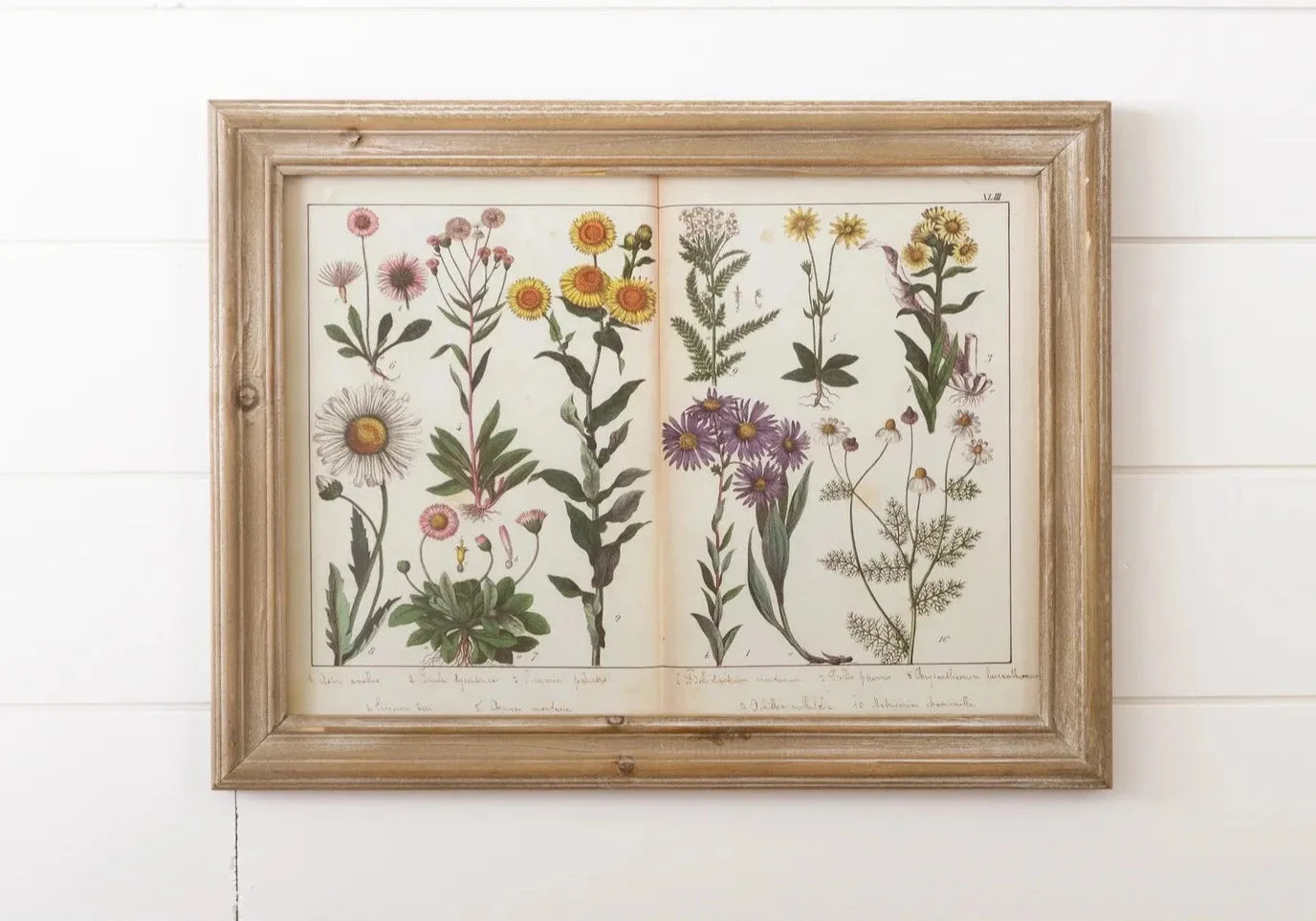 Botanical Book Page Framed Print