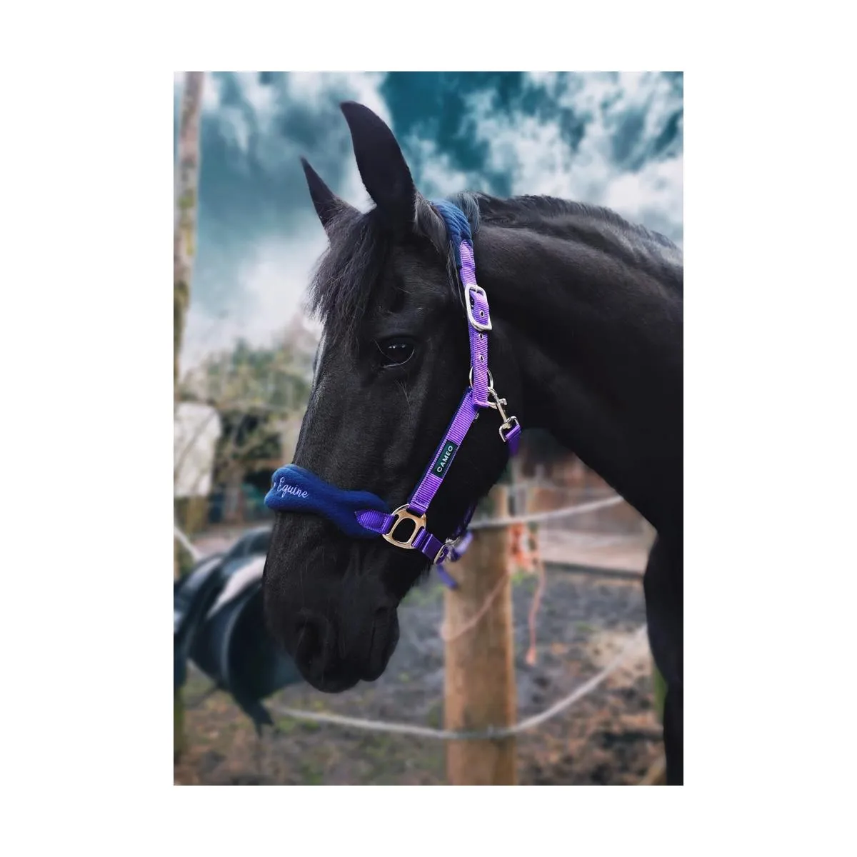 Cameo Equine Elite Show Headcollar & Rope Padded Fleece Braid Premium Fittings