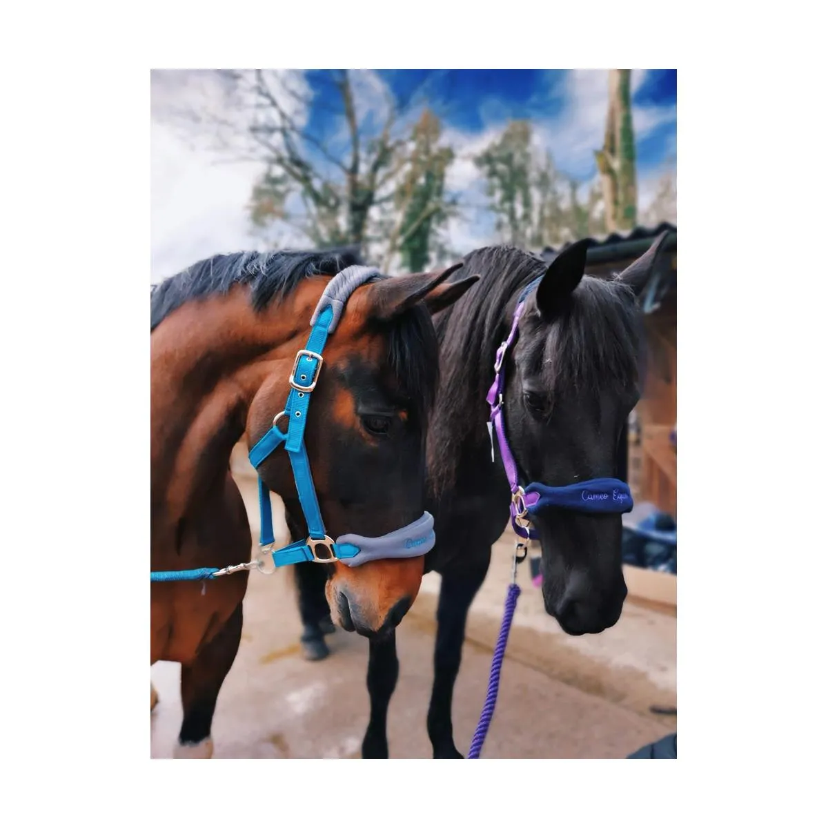 Cameo Equine Elite Show Headcollar & Rope Padded Fleece Braid Premium Fittings