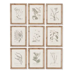 NAPA Home & Garden, BOTANICAL ILLUSTRATIONS, SET OF 9,NH207