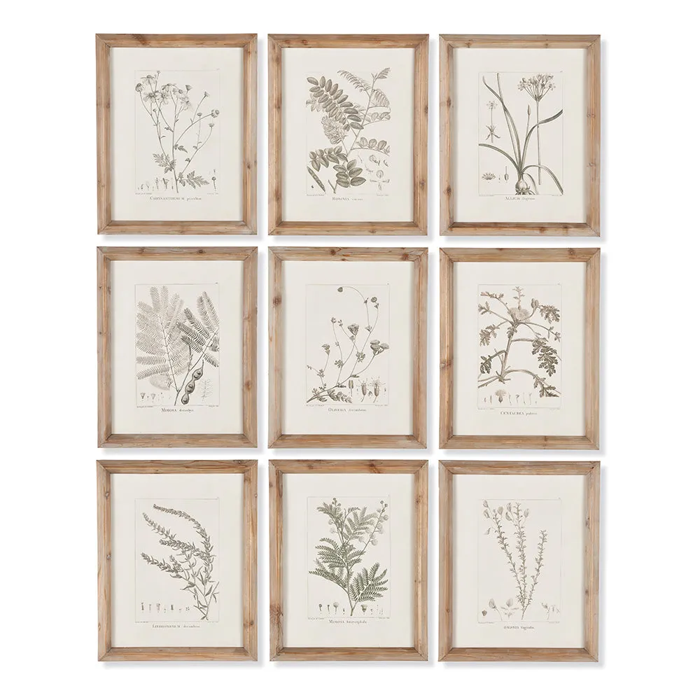 NAPA Home & Garden, BOTANICAL ILLUSTRATIONS, SET OF 9,NH207