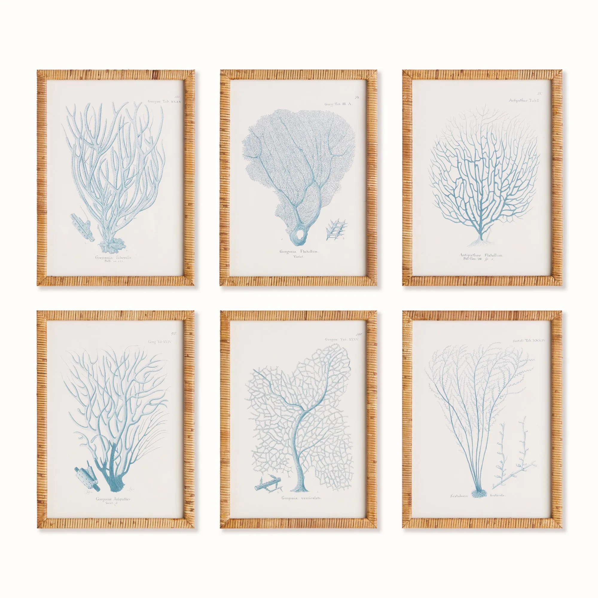 NAPA Home & Garden, SEA FAN AND CORAL STUDY IN BLUE, SET OF 6,N4NH23