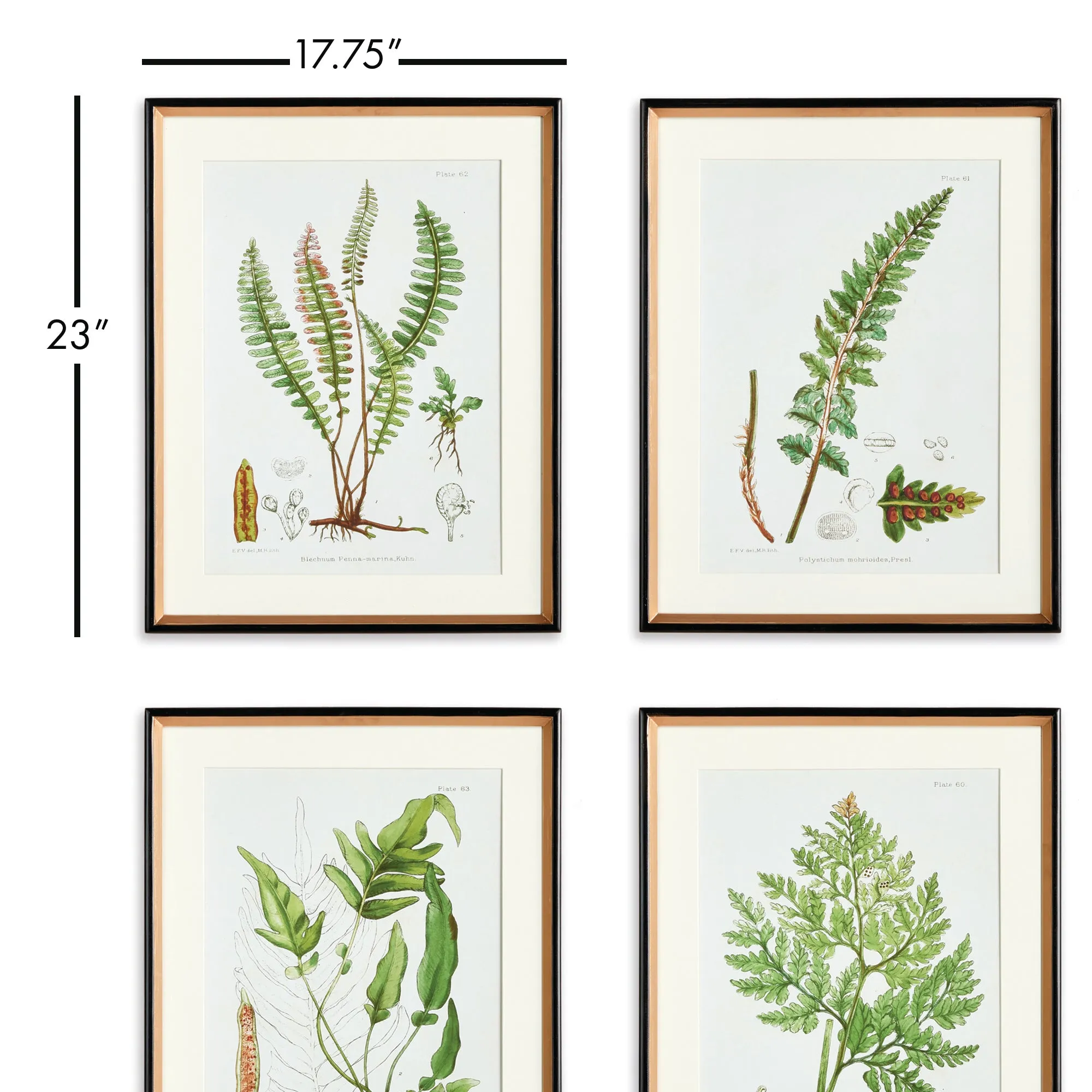 NAPA Home & Garden, STRUCTURAL FERN STUDY, SET OF 4,N3NH41