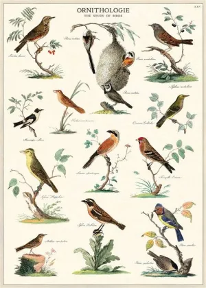 ORNITHOLOGY WRAP
