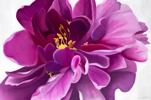 Pink Peony