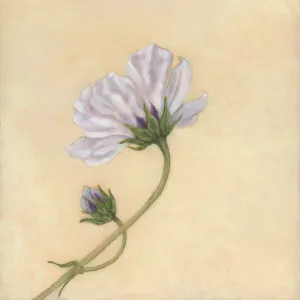 "Enrapture" Cosmo Flower Art Print