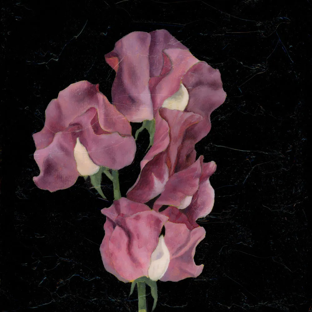 "Sincerity" Sweet Pea Flower Art Print