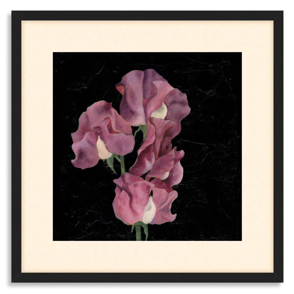 "Sincerity" Sweet Pea Flower Art Print