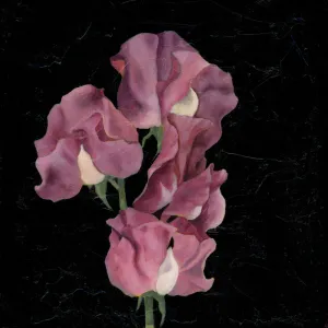 "Sincerity" Sweet Pea Flower Art Print